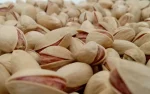 Ahmad Aghaei pistachio