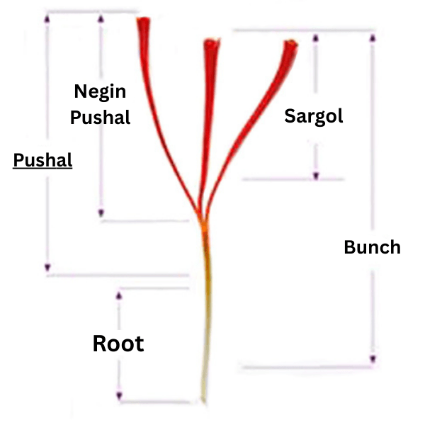Iranian Saffron
