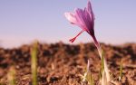 Saffron flower