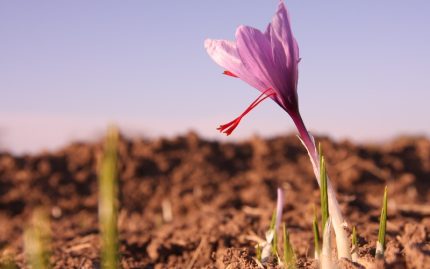 Saffron flower