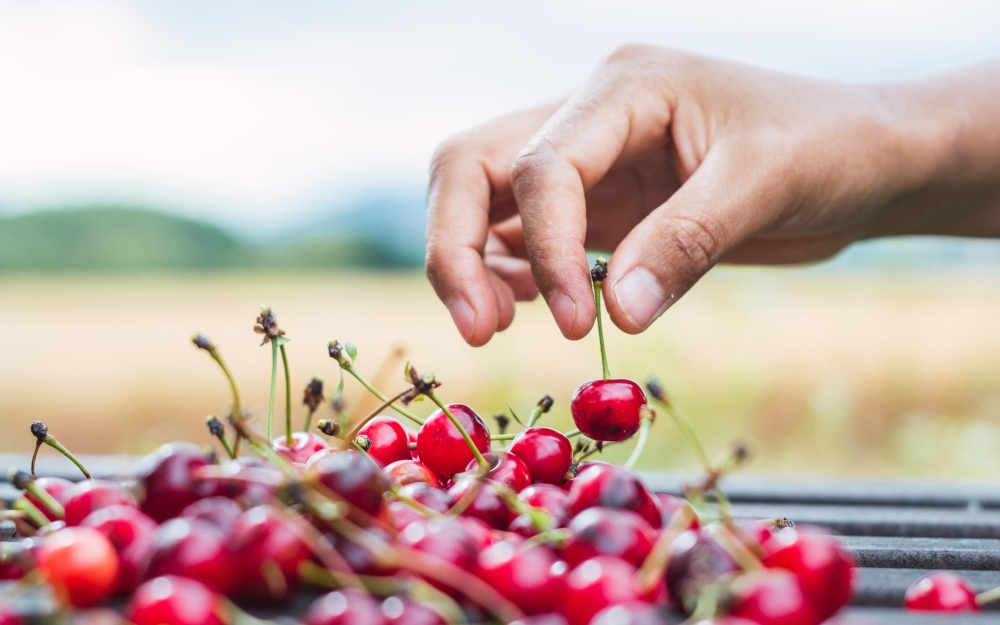 Opportunities in Exporting Iranian Dried Cherry to Europe