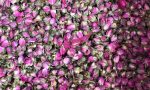 dry red rose buds exporter