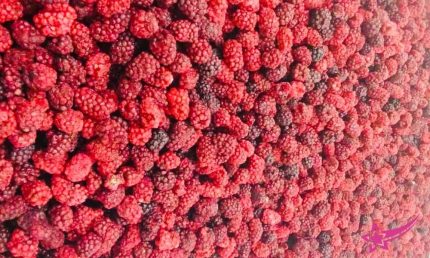 Frozen Dried Raspberry