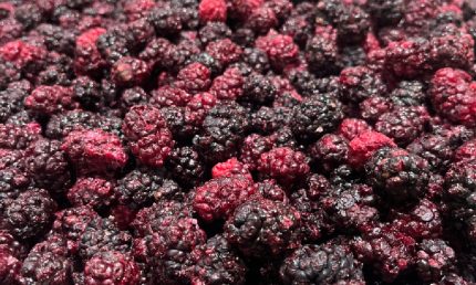 Freeze dried blackberry
